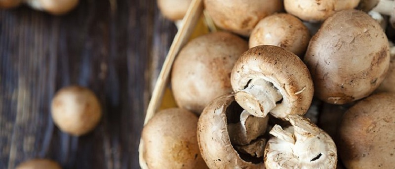 Many benefits of eating mushrooms