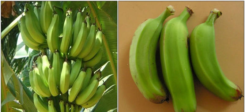 Banana protects against cancer