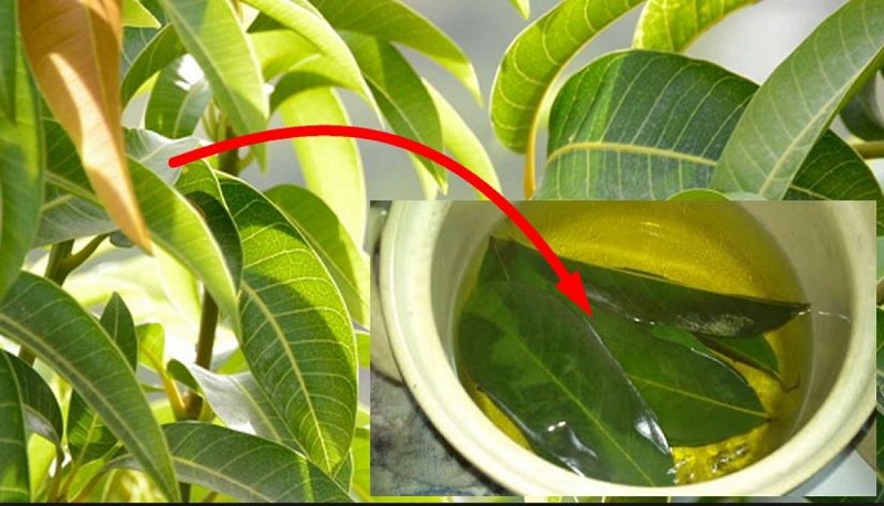 Medicinal benefits of mango leaves