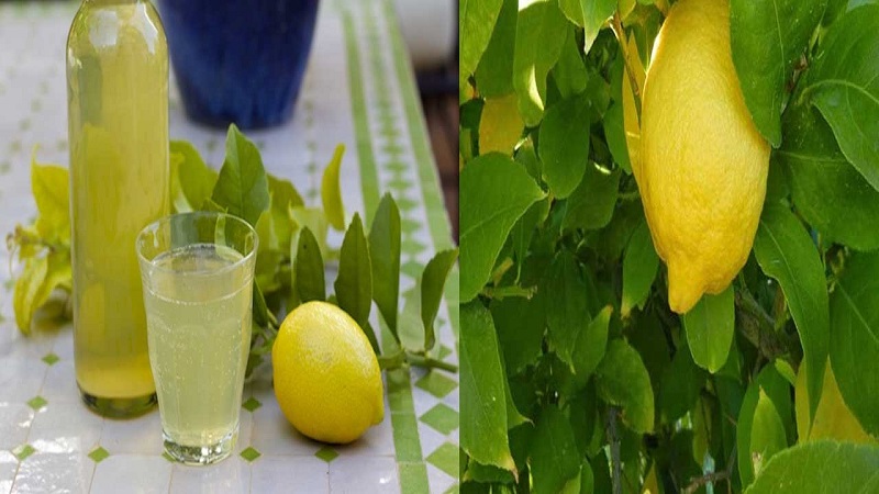 Amazing benefits of lemon leaves