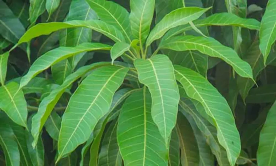 Amazing benefits of mango leaves