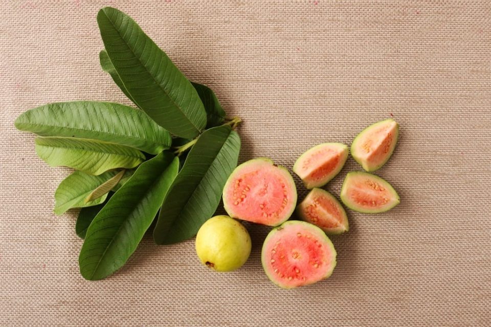 Guava leaf helps to lose weight
