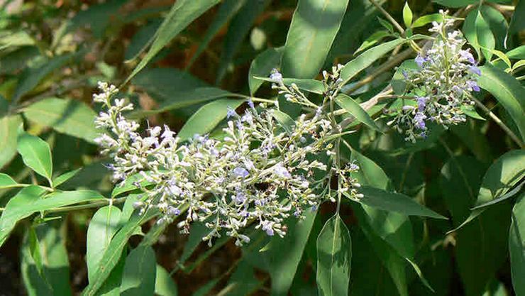 Medicinal properties of Nochi leaves